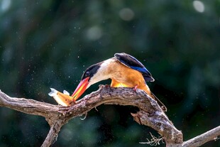 翠鸟树枝上享用捕获的鱼