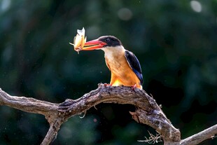 树枝上的翠鸟衔着小鱼