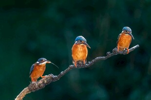 三只翠鸟栖于枝头