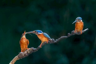 三只翠鸟栖于枝头