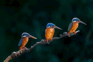 三只翠鸟栖息于枝头