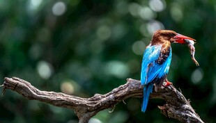 蓝羽翠鸟枝头衔食瞬间