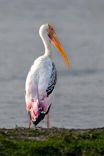 水边彩羽长喙白鸟