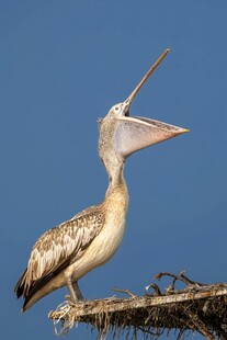 鹈鹕栖息枝头张嘴鸣叫