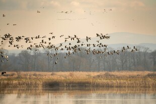 群鸟翔于湖畔黄昏美景