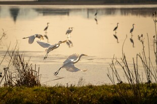 湖畔白鹭展翅飞翔