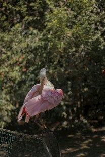 飞翔的粉红琵鹭