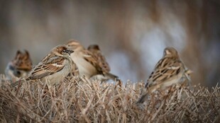 群鸟栖息于枯黄草丛中