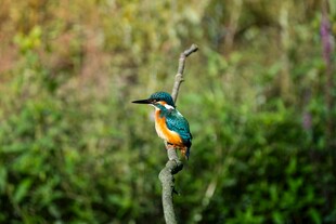 翠鸟栖息于枝头