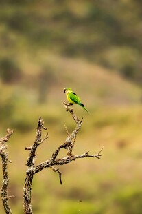 枝头俏立的绿色小鸟