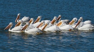 水面上成群的鹈鹕