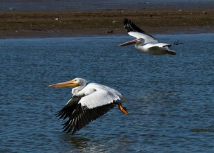 水面上飞翔的两只鹈鹕