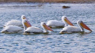 水面上的鹈鹕群
