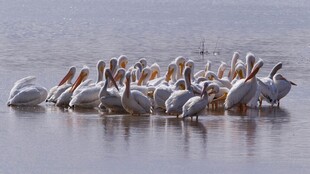 水面上聚集的鹈鹕群