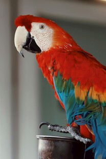 色彩斑斓的鹦鹉