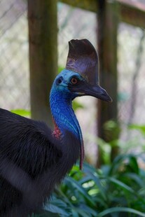 蓝颈羽冠奇异的独特鸟类