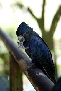 黑鹦鹉立于栏杆上