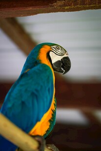 色彩艳丽的鹦鹉