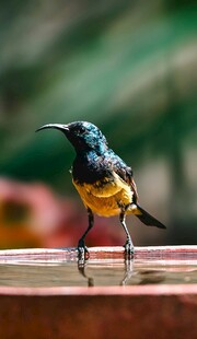 多彩小鸟立于木台