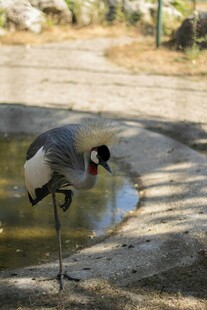 单腿站立的灰冕鹤