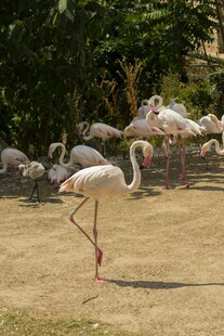 优雅火烈鸟于户外展现身姿