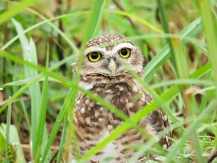 草丛中的猫头鹰