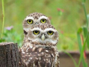 两只猫头鹰立于木桩上