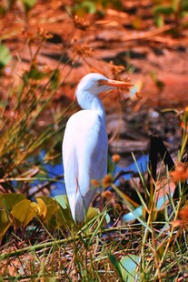 水边白鸟静立赏秋景