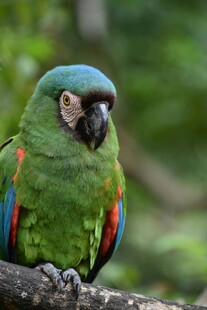 翠绿鹦鹉栖息枝头