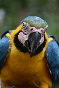 色彩艳丽的金刚鹦鹉