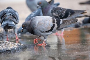 鸽子在水边觅食