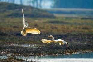 湿地白鹭展翅飞翔瞬间