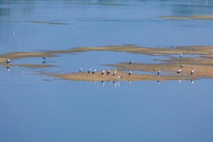 蓝水浅滩上的群鸟