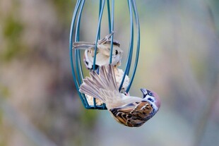 小鸟倒挂在喂食器上