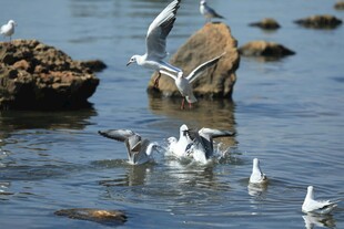 群鸥嬉戏于水边