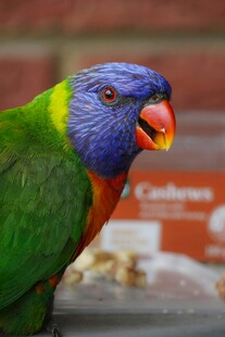 五彩斑斓的鹦鹉