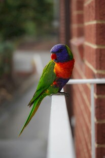 多彩鹦鹉立于栏杆