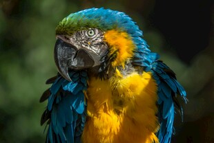 五彩斑斓的金刚鹦鹉