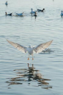 海鸥于水面展翅瞬间