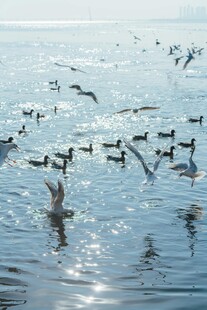水面群鸟嬉戏的美丽景象