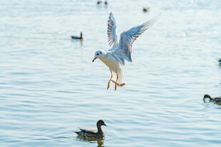 海鸥展翅于水面