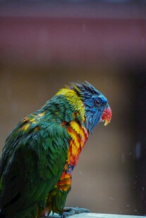 五彩斑斓鹦鹉特写