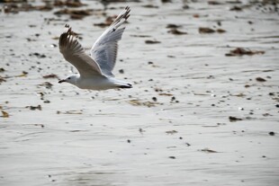 沙滩上展翅的海鸥