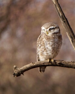 枝头的小巧猫头鹰