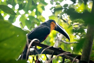 巨嘴鸟栖息枝头