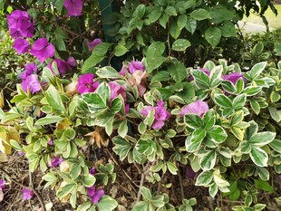 多彩花卉绿植景观