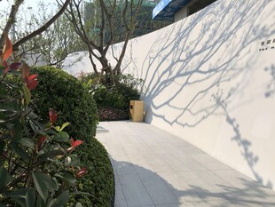 庭院绿植与光影景致