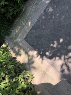 阳光透过树叶洒在地面