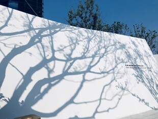 白墙树影独特光影之美