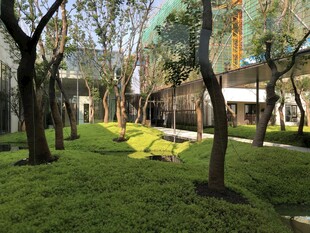 静谧庭院绿植景观